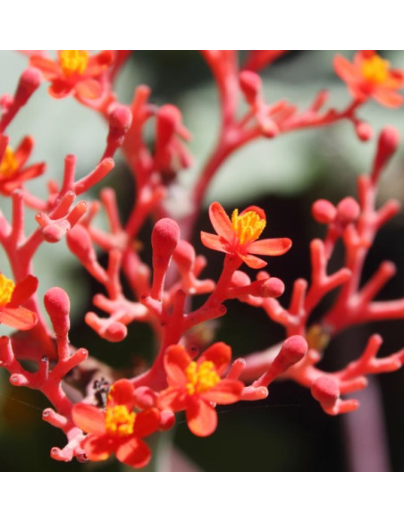 HEALING STYLE Veidošanas pasta 200ml