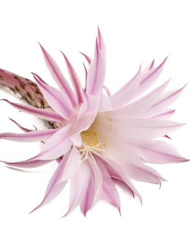 HEALING STYLE Паста для укладки 200мл