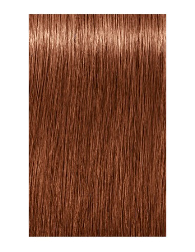 IGORA ROYAL Absolutes 7-560 hair color 60ml
