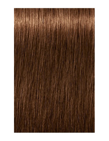 IGORA ROYAL Absolutes 6-460 hair color 60ml