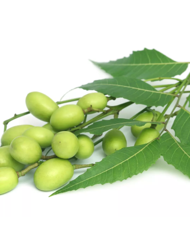 HEALING STRENGTH Neem Plant Silk...