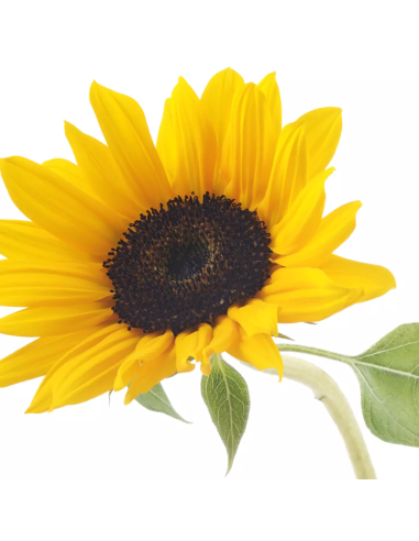 HEALING STRENGTH Neem Plant Silk...