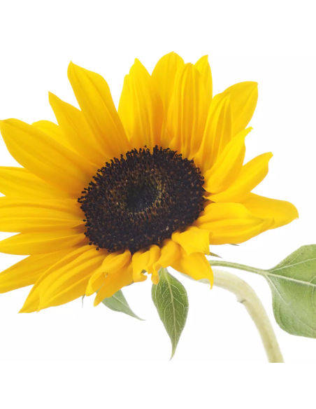 HEALING STRENGTH Neem Plant Silk Serum 100ml