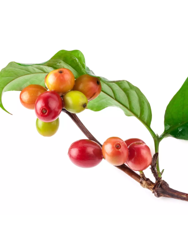 Keratin HEALING OIL Keratīnās eļļas...